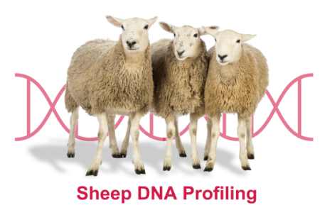 Sheep DNA Profiling